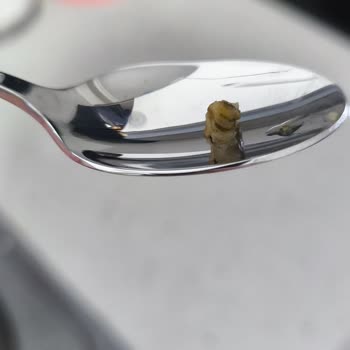 BİM'den Aldığım Superfresh Süt Mısır Konservesinde Kurt Çıktı