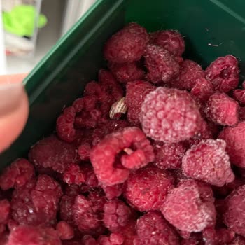 Migros Dondurulmuş Frambuaz Ürünün İçinde Salyangoz