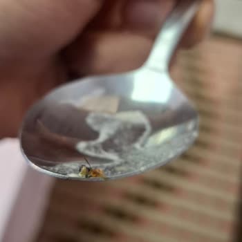 Carrefour’da Satın Alınan İşkembe Ürününde Böcek Bulundu: Hijyen İhlali