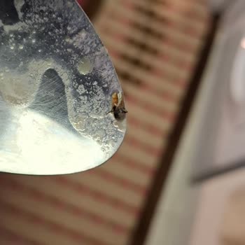 Carrefour’da Satın Alınan İşkembe Ürününde Böcek Bulundu: Hijyen İhlali