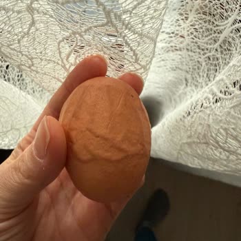 File Market'ten Aldığım Organik Yumurta Kabuklarındaki Bozulma İçin İade İstiyorum