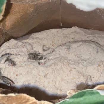 Carrefour Ununda Ağaç Dalı Bulunması Gıda Güvenliği Endişesi