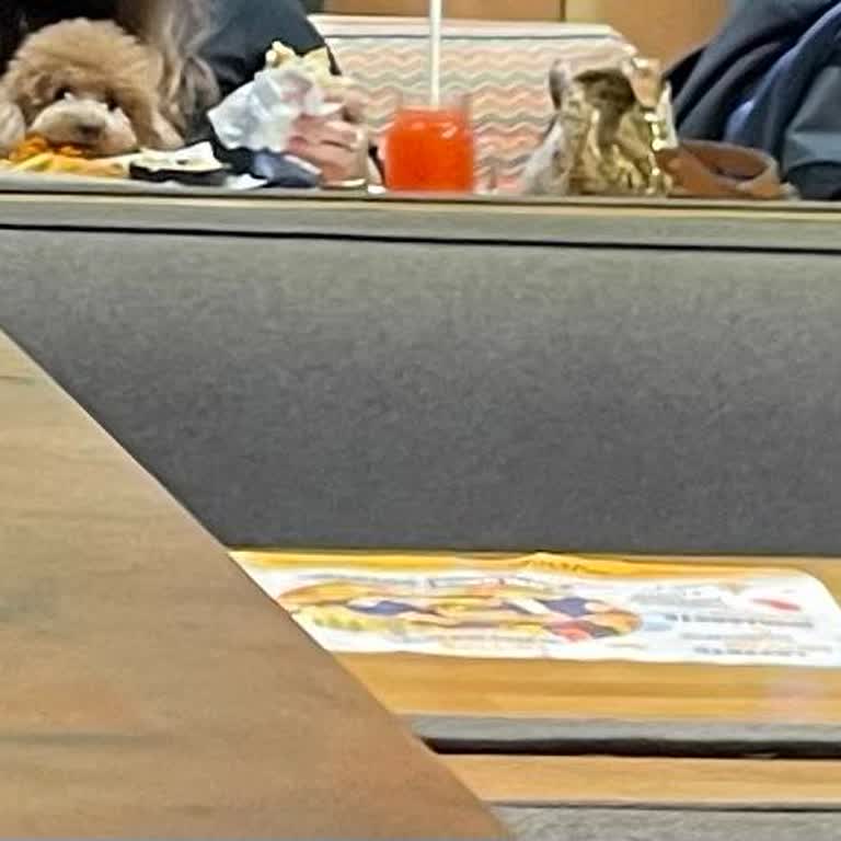 Köpekli Misafirlerin Masada Oturması Hijyen Sorunu