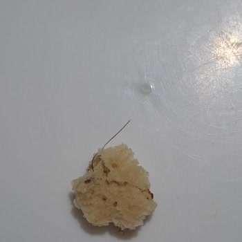 Ülker Halley Bisküvi İçinde Kıl Tespiti Ve Hijyen Şikayeti