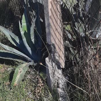 Gdz Elektrik Dağıtım Bahçemdeki Beton Desteği Kırması Ve Demir Kapıya Zarar Vermesi