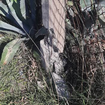 Gdz Elektrik Dağıtım Bahçemdeki Beton Desteği Kırması Ve Demir Kapıya Zarar Vermesi