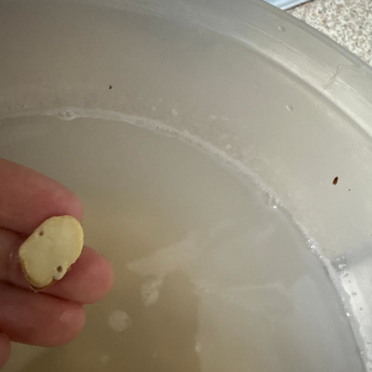 Makbul Gültepe Şubesinde Süresi Geçmiş Ve Böcekli İç Bakla Satışı