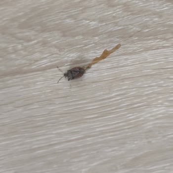 Enza Home Ücretsiz Taşıma Ve Kurulum Sözünün Sonradan Ücretlendirilmesi Ve Cayma Bedeli