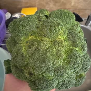 Kararmış Brokoli Gönderildi Ve Müşteri Hizmetlerinden Cevap Gelmedi