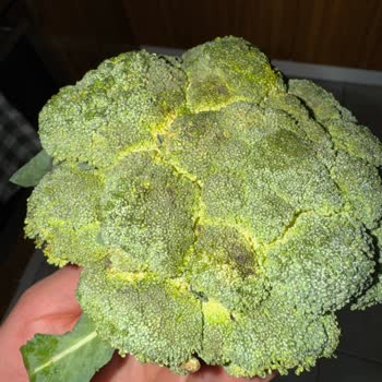 Kararmış Brokoli Gönderildi Ve Müşteri Hizmetlerinden Cevap Gelmedi