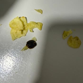 Lays Mevsim Yeşillikli Cips Paketi İçinde Yabancı Cisim Tespit Edildi