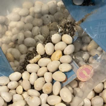 İki Üründe Ölü Böcekler: Migros Şubesinde Gıda Güvenliği Şikayeti