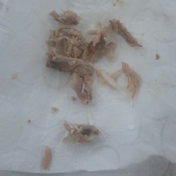 Fide Ton Balığında Çıkan Büyük Kemik Çocukları Tehlikeye Attı