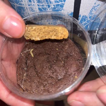 Kurtlu Kurabiye Üzerindeki Hijyen Sorunu Çocuğumu Endişelendirdi