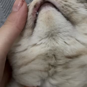 Moov Kitten Creamy Ödül Maması Sonrası Kedimde Ağız Yaraları Ve Veteriner Masrafları Talebi