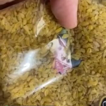 Rençber Bulgur İçinden Böcek Çıkması