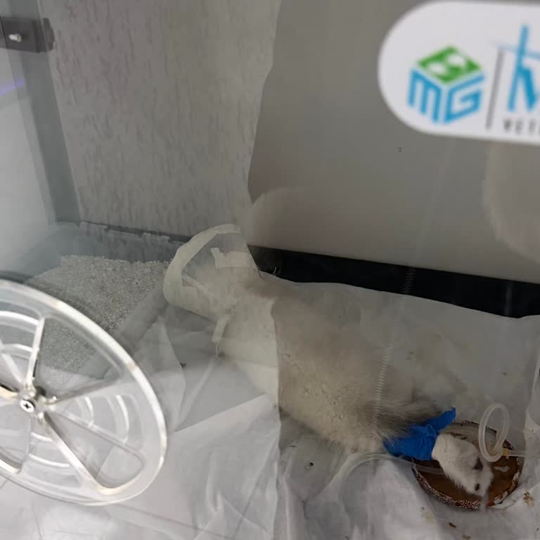 Sağlıklı Olduğu Söylenen Kedinin Hastalığı, Sahte Satış Ve İade Talebi