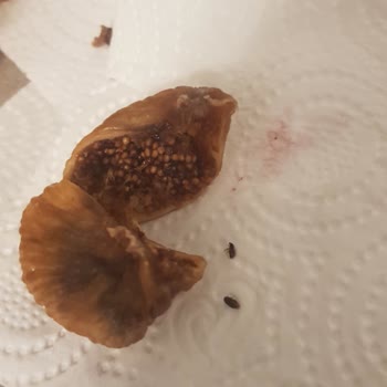 Tarım Kredi Tedarik Ve Üretim İnciri 2'ye Böldüğümde İçinde 2 Adet Böcek Ölüsü Olduğunu Gördüm