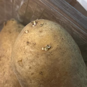 Yemeksepeti Market Filizlenmiş Patates İçin İade Reddedildi, Destek Görmezden Geldi