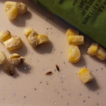 A101 Kayseri Şubesinde Dondurulmuş Mısırda Böcek Tespiti Ve Sağlık Riski