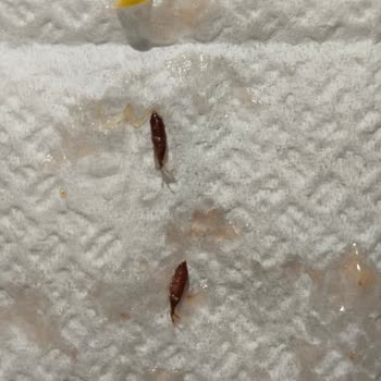 A101 Kayseri Şubesinde Dondurulmuş Mısırda Böcek Tespiti Ve Sağlık Riski