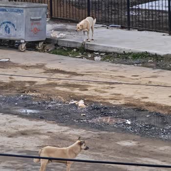 Arnavutköy Hicret Mahallesi’ndeki Başıboş Köpekler Çocuk Güvenliğini Tehdit Ediyor