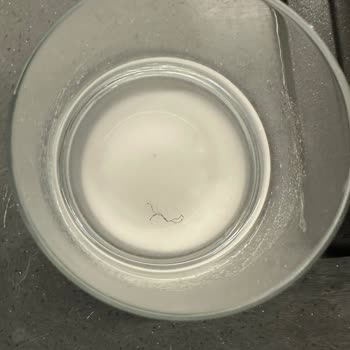 Kingsize Creatine Ürünün İçinde Yabancı Madde Ve Hijyen Sorunu