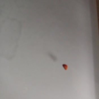 Ordu’da Altınkılıç Kefirinde Yabancı Madde Çıktı Gıda Güvenliği Sorunu