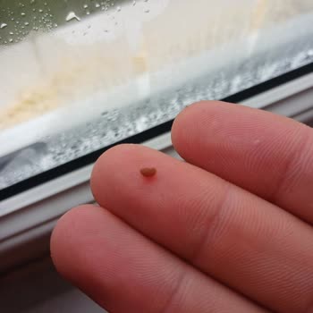 Ordu’da Altınkılıç Kefirinde Yabancı Madde Çıktı Gıda Güvenliği Sorunu