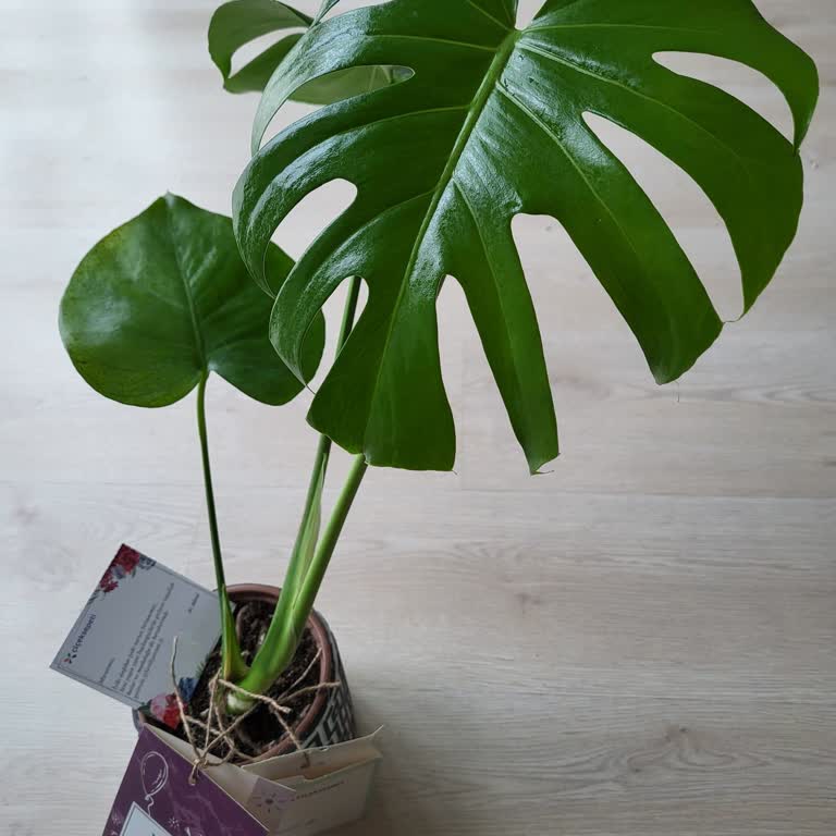 Çiçek Siparişinde Kart Notu Eksikliği, Özensiz Sunum Ve İade Talebi