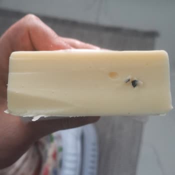 Altınkılıç Kaşarında Siyah Jelatin Şoku