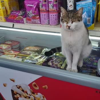 A101 Gıda Ürünleri Üzerinde Sokak Kedisi: Hijyen İhlali Ve Personel Duyarsızlığı