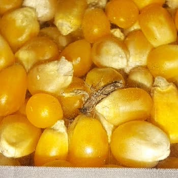 Mısır Ürününde Böcek Görülmesi Ve Mağaza İlgisizliği