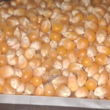 Mısır Ürününde Böcek Görülmesi Ve Mağaza İlgisizliği