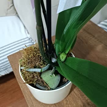 Kırık Orkide Teslimatı Sonrası Acil Değişim Ve İade Talebi