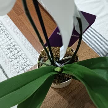 Kırık Orkide Teslimatı Sonrası Acil Değişim Ve İade Talebi