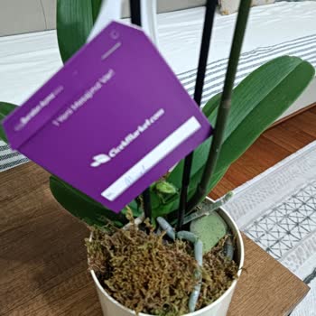 Kırık Orkide Teslimatı Sonrası Acil Değişim Ve İade Talebi