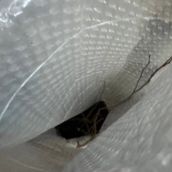 Yanıltıcı Instagram Reklamı Ve Kurumuş Yaban Mersini Fidesi İçin İade Talebi