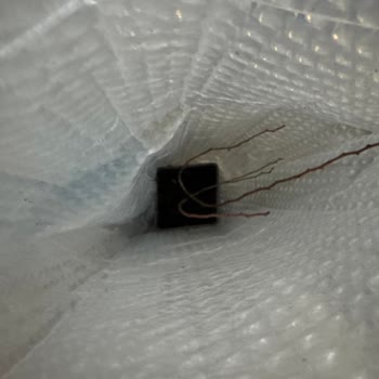 Yanıltıcı Instagram Reklamı Ve Kurumuş Yaban Mersini Fidesi İçin İade Talebi