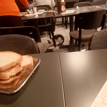 Patili Dostların Dışlanması, Sokak Kedilerine Serbest Geçiş Tutarsızlığı