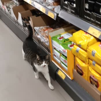 BİM Mudanya Şubesinde Sokak Kedileri Hijyen Sorunu Oluşturuyor