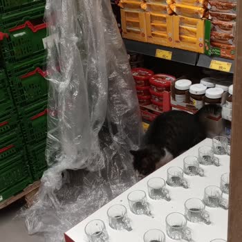 BİM Mudanya Şubesinde Sokak Kedileri Hijyen Sorunu Oluşturuyor