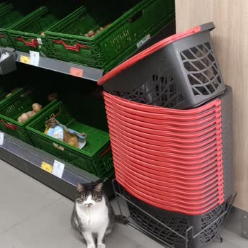 BİM Mudanya Şubesinde Sokak Kedileri Hijyen Sorunu Oluşturuyor