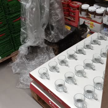 BİM Mudanya Şubesinde Sokak Kedileri Hijyen Sorunu Oluşturuyor