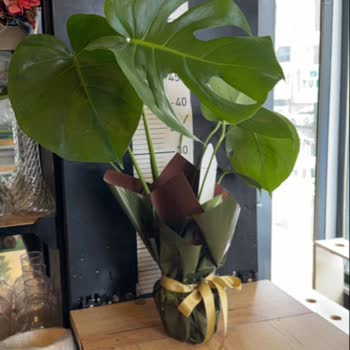 Onayladığım Bitki Gönderilmedi, Yanlış Ürün Ve Cevapsız Müşteri Hizmetleri