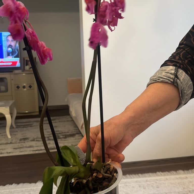 Kargo Gecikmesi Ve Çürük Orkide İçin Tam İade Talebi