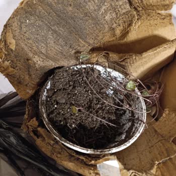 Trendyol Express Kargo Hasarıyla Canlı Çiçekler Ölür, İade Reddi Ve Tazmin Talebi