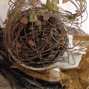 Trendyol Express Kargo Hasarıyla Canlı Çiçekler Ölür, İade Reddi Ve Tazmin Talebi