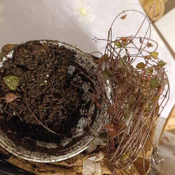 Trendyol Express Kargo Hasarıyla Canlı Çiçekler Ölür, İade Reddi Ve Tazmin Talebi