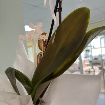 Çiçek Sepeti Donmuş Orkide Ve 24 Saat İade Talebine Cevapsızlık